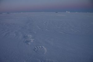 Polar bear tracks