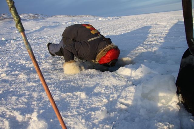 An Inuit hunter peers into a hole in the ice to check his fishing nets. Photo by Levon Sevunts.