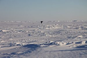 Un chasseur inuit se tient debout au-dessus d’un trou d’air sur la mer glacée. Photo Levon Sevunts.