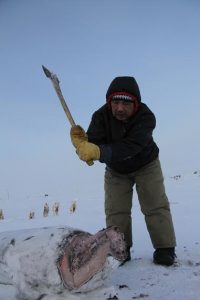 Joelie Sanguya, meneur de chiens et chasseur inuit, dépèce une carcasse de phoque gelé pour nourrir son attelage près de Clyde River, au Nunavut. Photo Levon Sevunts