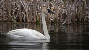 Un cygne trompette à l'escale (Radio-Canada)