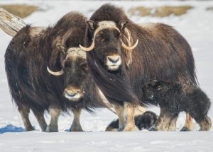 A baby Musk Oxen, born at the Alaska Wildlife Conservation Center. (Doug Lindstrand, Alaska Dispatch)