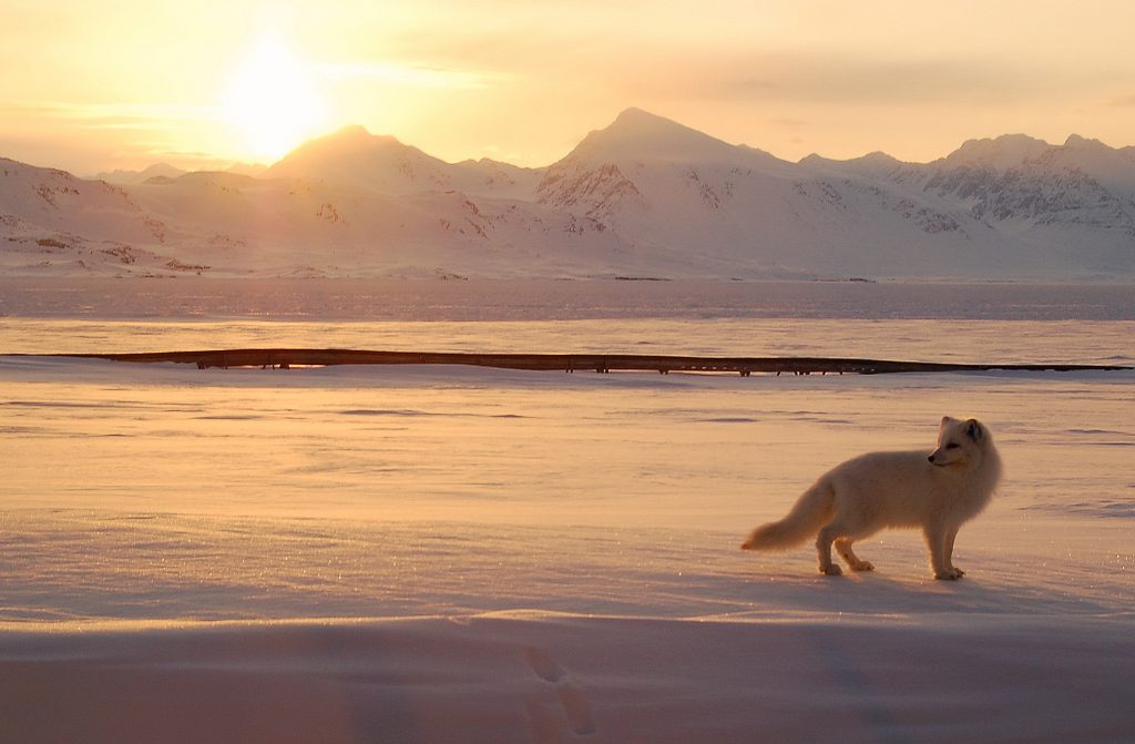 An Arctic fox hunts in the Norwegian Arctic. (Gregory Tervel, AFP)