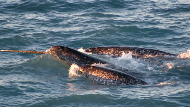 Des narvals, scène typique du nord de la Baie d'Hudson. (RCI)