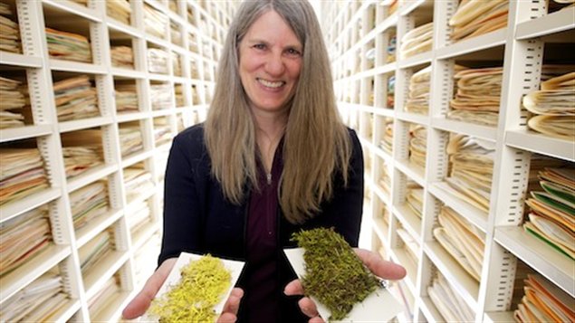 Des bryophytes qui ont poussé en laboratoire. (Catherine La Farge)