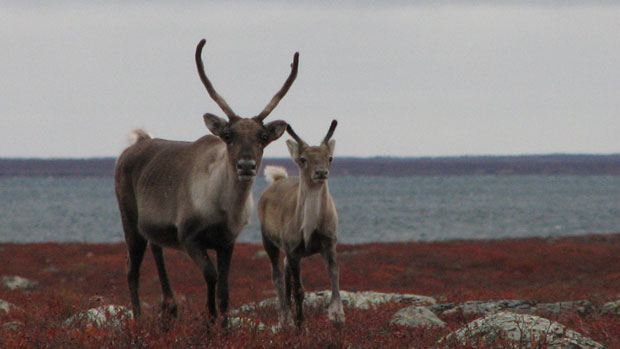 With the decline of some caribou herds, wildlife management has become a critical -- and controversial -- issue in the Northwest Territories.(CBC.ca)