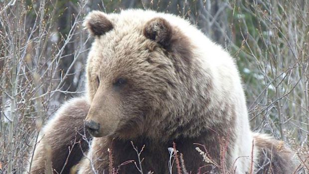 Ours grizzly au Yukon. (CBC.ca)