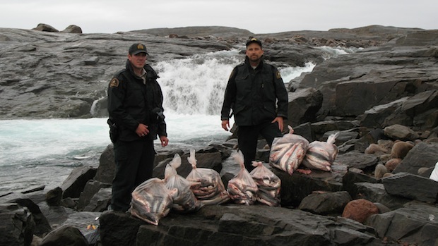 De nombreuses prises d'ombles de l'Arctique abandonnées sur les rives de la rivière Sylvia Grinnell à Iqaluit au Nunavut (CBC)