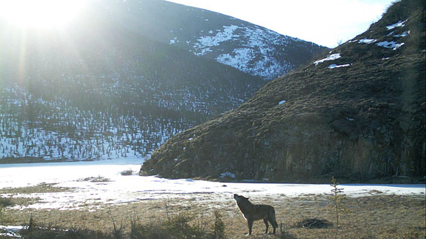 Un loup du Yukon hurle (Parcs Canada)