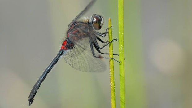 Yukon conservation biologist Cameron Eckert took this photo of a crimson-ringed whiteface dragonfly in Watson Lake. The species was not previously known to live in the territory. (Cameron Eckert)