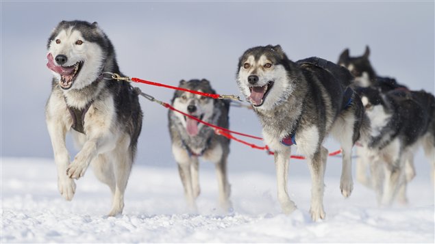 Un attelage de huskies en pleine course (iStock)
