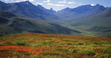 Forêt boréale au Yukon (iStock)