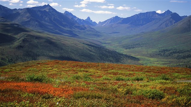 Forêt boréale au Yukon (iStock)