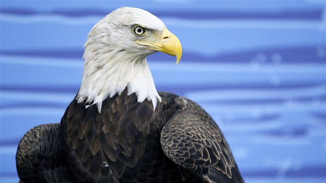 Aigle à tête blanche, de son vrai nom pygargue à tête blanche Crédit photo : © Mike Blake / Reuters