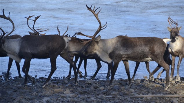 Des caribous de la harde Fortymile près de la rivière Yukon. ( Norm Carlson)