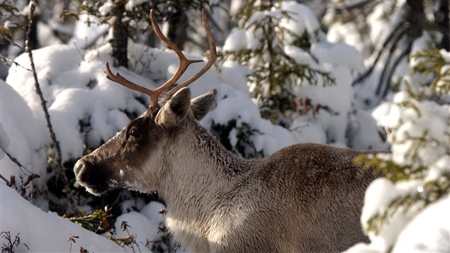 (Courtoise Société pour la nature et les parcs du Canada)