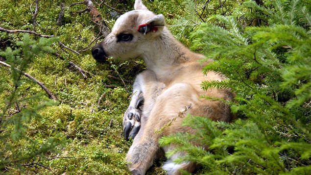 Faon caribou avec émetteur à l’oreille pour le suivi de la prédation. (Réhaume Courtois)