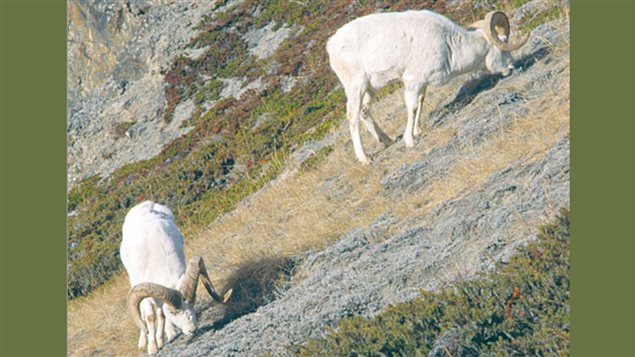 Des chèvres de montagne au Yukon. (env.gov.yk.ca)