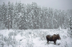 The Canadian Boreal Initiative hopes to ultimately protect about half the country's forest, which makes up fully one-third of the world's such woodlands. (Jonathan Hayward/Canadian Press)