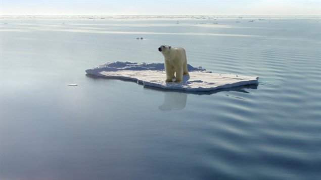 Les changements climatiques menacent à long terme les populations d'ours blancs. (iStock)