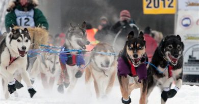 La meute de chiens de Page Drobny mène le bal au départ de la course internationale de traîneau à chiens Yukon Quest, le 4 février 2012 à Fairbanks en Alaska. (Sam Harrel / La Presse Canadienne)