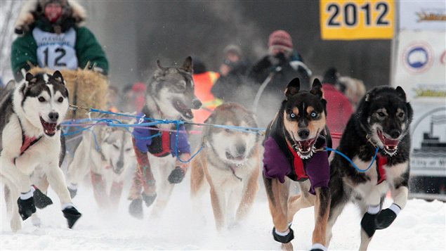 La meute de chiens de Page Drobny mène le bal au départ de la course internationale de traîneau à chiens Yukon Quest, le 4 février 2012 à Fairbanks en Alaska. (Sam Harrel / La Presse Canadienne)