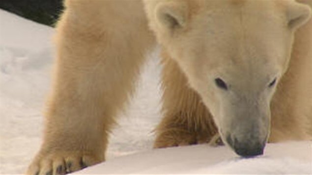 Les changements climatiques menacent à long terme les populations d'ours blancs. ( CBC)