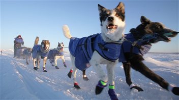 Misha Peders et ses chiens de traîneaux en 2012. (Sam Harrel / La Presse Canadienne)