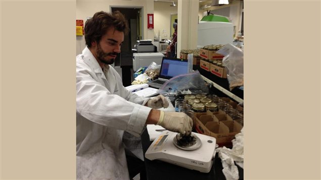 Le chercheur Guillaume Nielsen tente d'utiliser des bactéries nordiques pour faire la biorestauration des sites miniers contaminés. (yukoncollege.yk.ca)