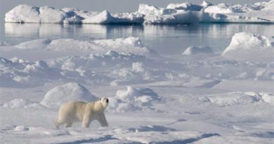 Un ours polaire sur les glaces dans la baie de Baffin, dans l'Arctique (Jonathan Hayward / La Presse Canadienne)