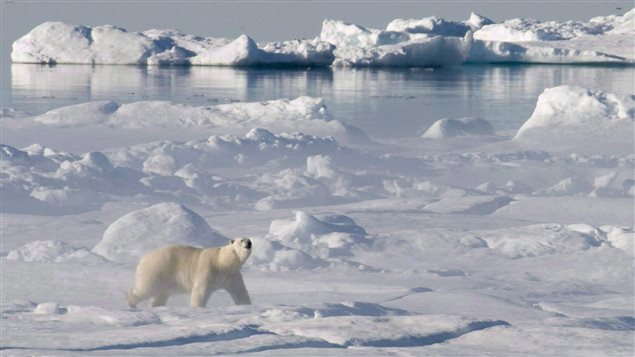 Un ours polaire sur les glaces dans la baie de Baffin, dans l'Arctique (Jonathan Hayward / La Presse Canadienne)