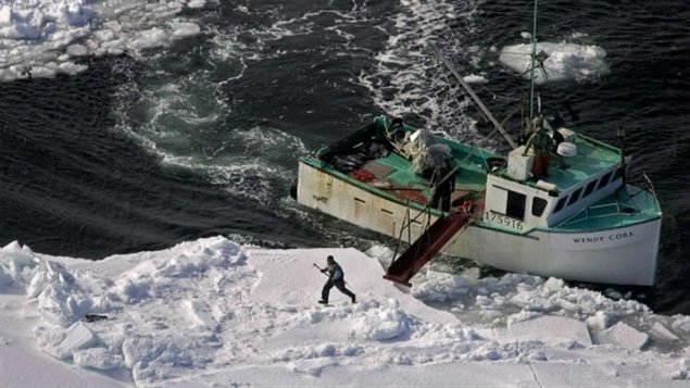 Un chasseur se dirige vers un phoque du Groenland lors de la chasse annuelle sur la côte Est du Canada. Photo prise en 2009 (Andrew Vaughan / La Presse Canadienne)