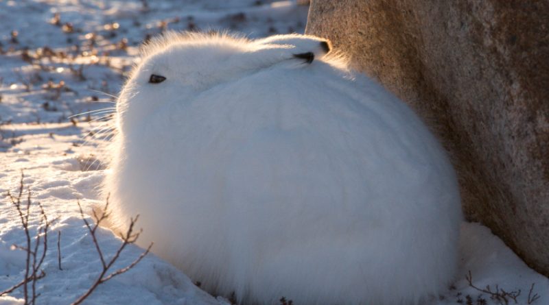 An Arctic hare in Churchill, Manitoba, Canada. (iStock)