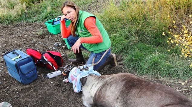La vétérinaire Michelle Oakley au cours d'un tournage pour l'émission Doctor Oakley, Yukon Vet. (National Geographic Channels)
