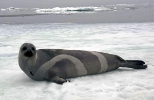 A ribbon seal rests on sea ice in the Bering Sea in 2007. (John Jansen/ NOAA / AP)