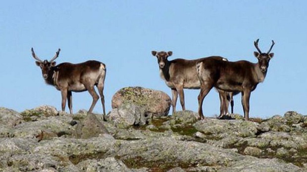 se-nourrir-est-de-plus-en-plus-difficile-pour-inuits-labrador