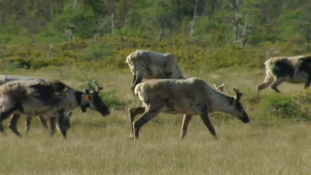 Deux chasseurs, dont un Britanno-Colombien, reconnus coupables de non respect des lois sur la faune par un juge yukonnais ( CBC )