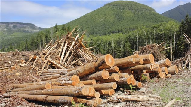 Des billots de bois empilés. (iStock)