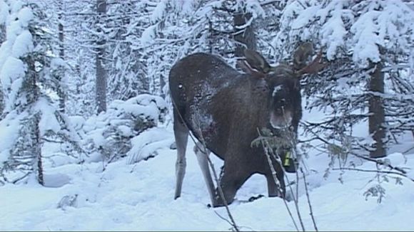 The Eurasian elk (Alces alces), found in Europe, and the North American moose (Alces americanus), are now considered distinct species, as they have substantially different body and antler dimensions. (Yle)