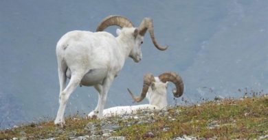 Il existe 19 pourvoiries officielles au Yukon. (Becky Bohrer/The Associated Press)