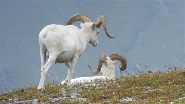 Il existe 19 pourvoiries officielles au Yukon. (Becky Bohrer/The Associated Press)
