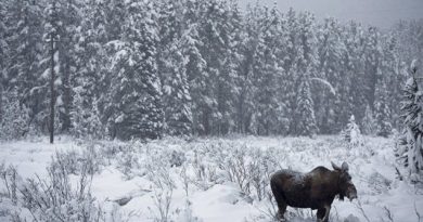 La saison de chasse au Yukon s'étend du mois d'août au mois d'octobre. (Jonathan Hayward/La Presse Canadienne)