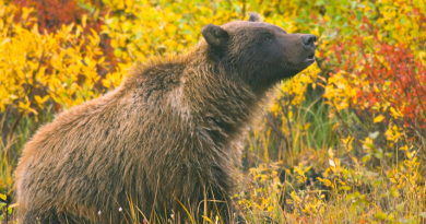 La prise de photos d'ours le long des routes du Yukon devient problématique. Les autorités craignent que les ours se soient familiarisés à la présence humaine, ce qui pourrait les pousser à réagir de façon agressive et conséquemment devoir être abattus. (iStock)