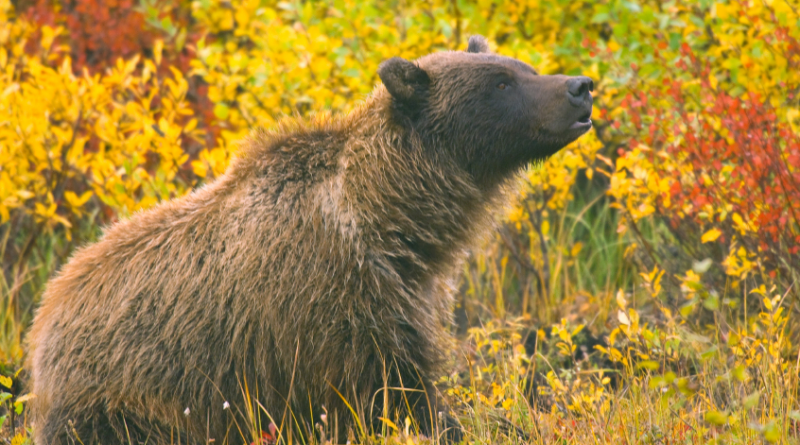 La prise de photos d'ours le long des routes du Yukon devient problématique. Les autorités craignent que les ours se soient familiarisés à la présence humaine, ce qui pourrait les pousser à réagir de façon agressive et conséquemment devoir être abattus. (iStock)