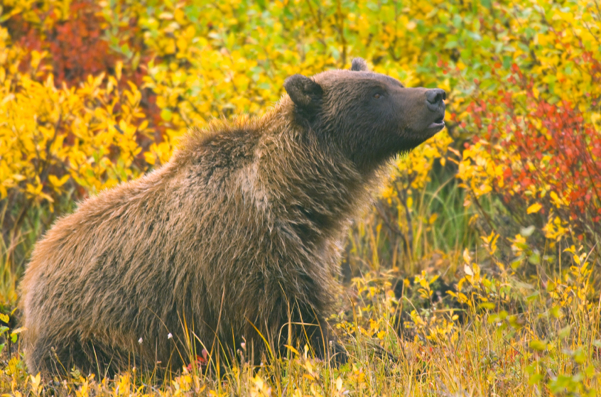 La prise de photos d'ours le long des routes du Yukon devient problématique. Les autorités craignent que les ours se soient familiarisés à la présence humaine, ce qui pourrait les pousser à réagir de façon agressive et conséquemment devoir être abattus. (iStock)
