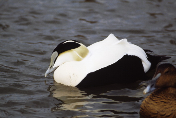 L'eider préfère un habitat riche en végétation. Les chercheurs croient qu'il contribue lui-même à sa densité en apportant des nutriments, sous forme d'excréments. Les botanistes feront enquête.