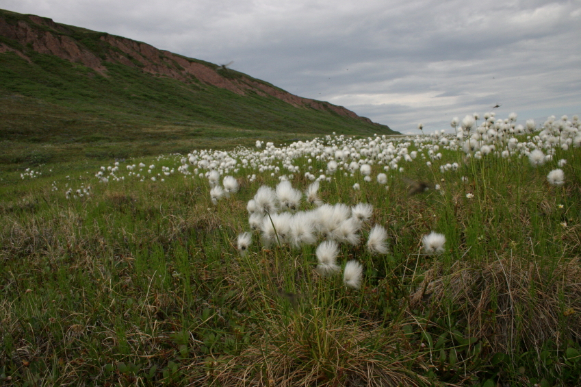 La linaigrette, omniprésente dans la toundra arctique. (iStock)