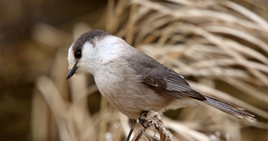 Un oiseau de la forêt boréale du Manitoba. La forêt boréale est l'une des plus grandes zones écologiques de la planète. Elle couvre la majeure partie du nord du Canada et s'étend jusqu'en Scandinavie et dans le nord de la Russie. (iStock)