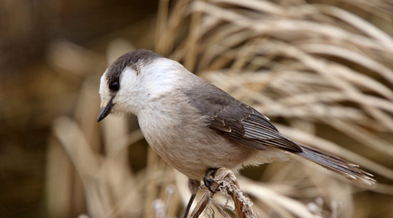 Un oiseau de la forêt boréale du Manitoba. La forêt boréale est l'une des plus grandes zones écologiques de la planète. Elle couvre la majeure partie du nord du Canada et s'étend jusqu'en Scandinavie et dans le nord de la Russie. (iStock)