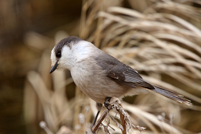 Un oiseau de la forêt boréale du Manitoba. La forêt boréale est l'une des plus grandes zones écologiques de la planète. Elle couvre la majeure partie du nord du Canada et s'étend jusqu'en Scandinavie et dans le nord de la Russie. (iStock)